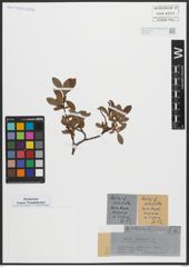 Foto von Salix arbuscula L.